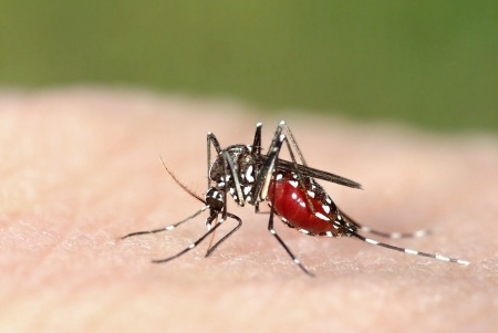 Virus Zika : épidémie confirmée par le Ministère de la Santé en Martinique